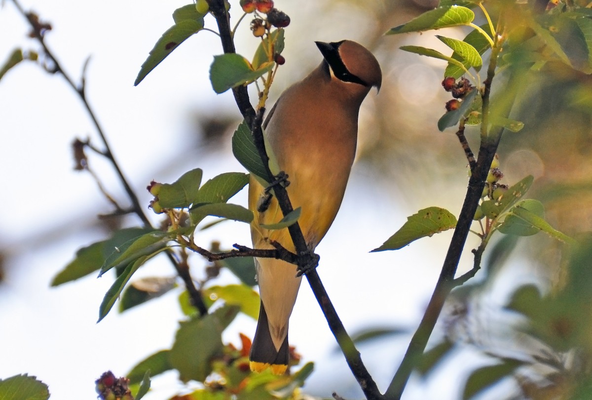 Cedar Waxwing - Heather Lauer