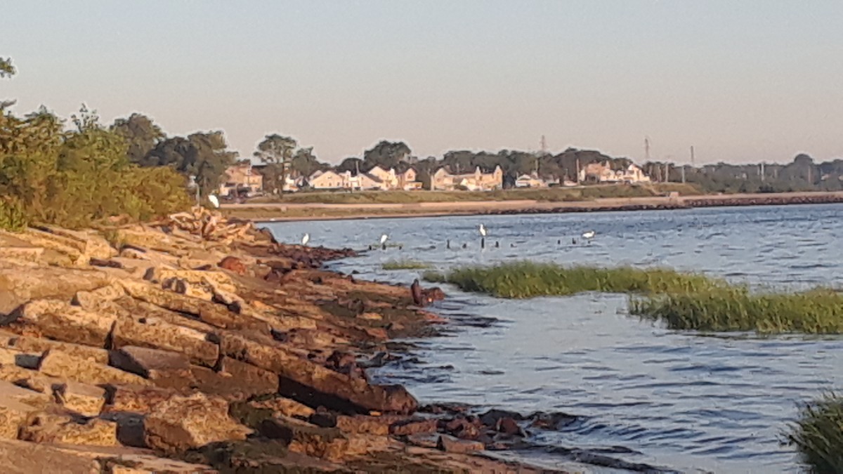 volavka bílá - ML250344291