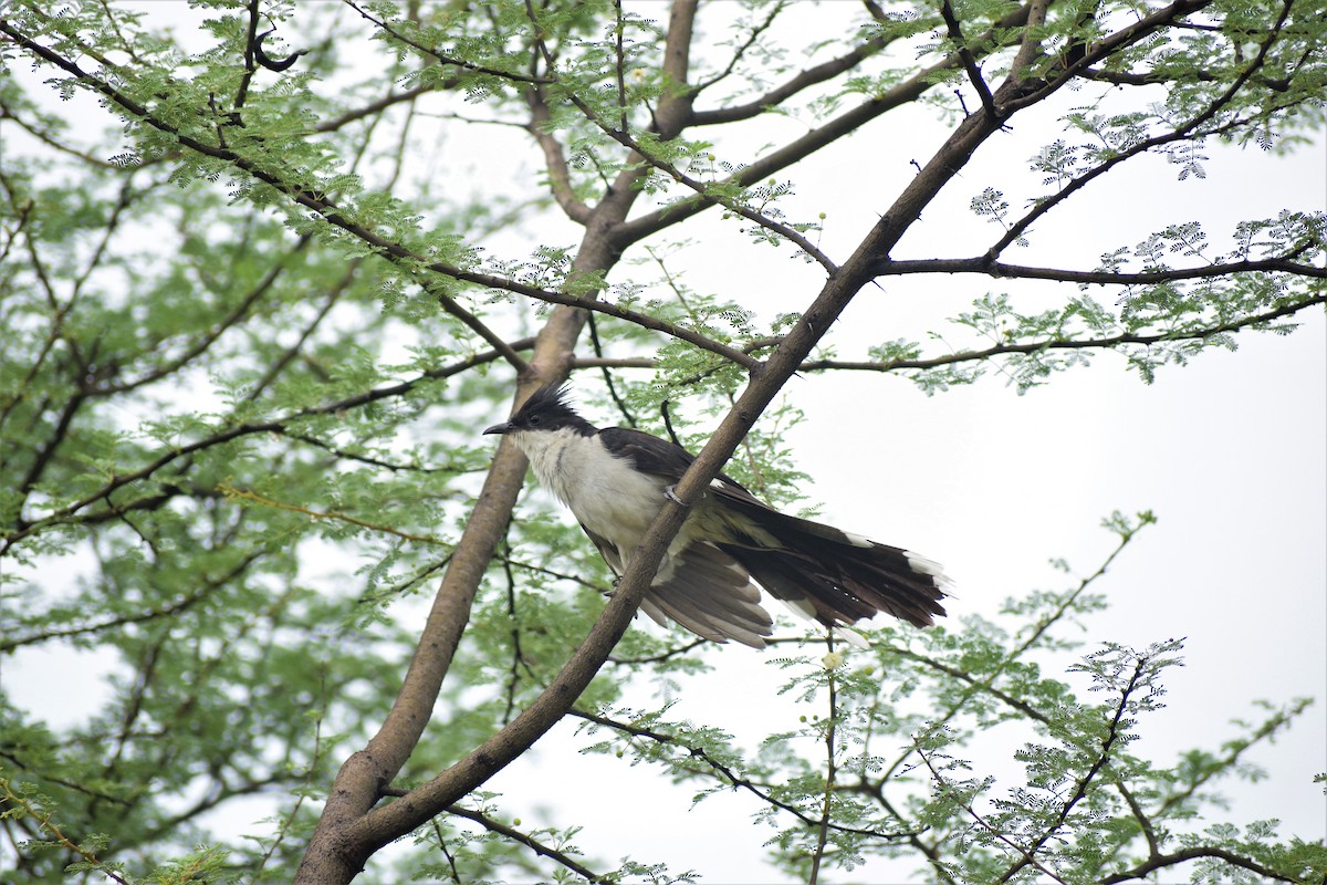 Pied Cuckoo - ML250344651