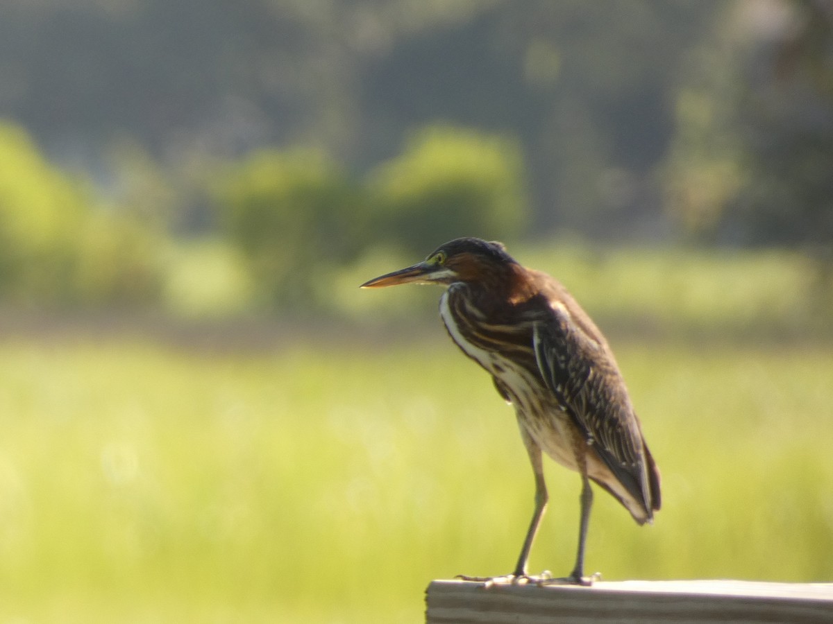 Green Heron - ML250345401