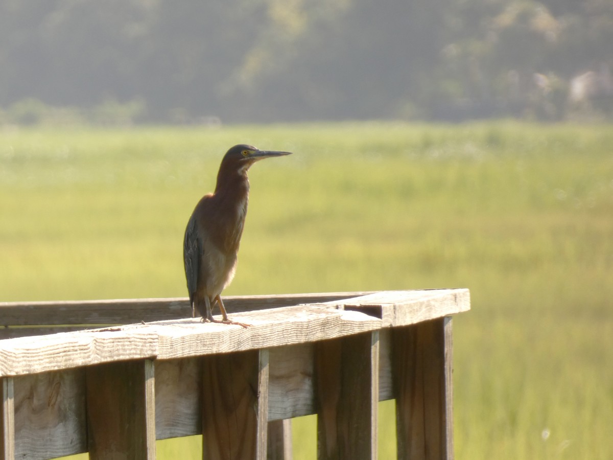 Green Heron - ML250345561