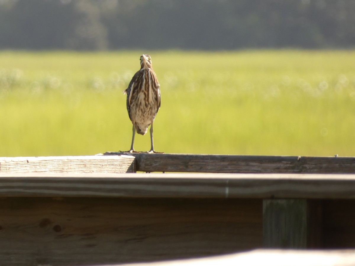 Green Heron - ML250345761