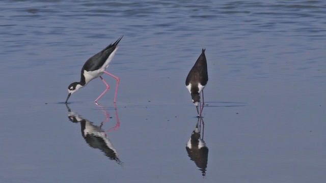 Black-necked Stilt (Black-necked) - ML250347411