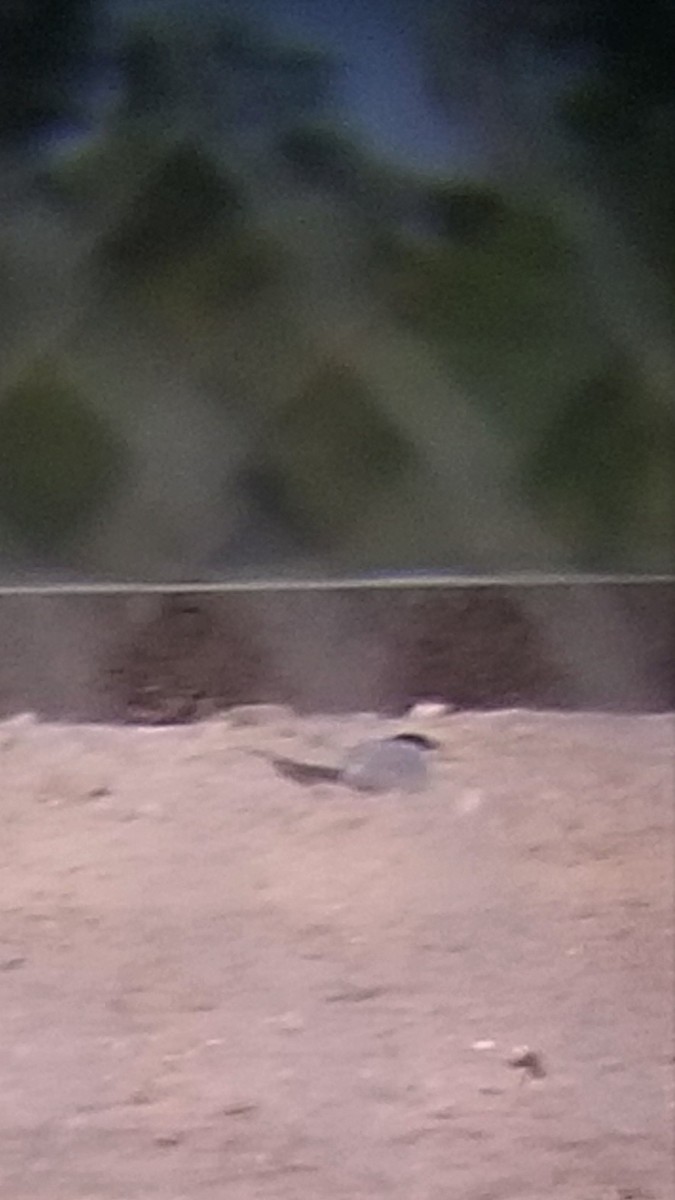 Least Tern - ML250349211