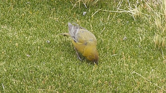 Greater Yellow-Finch - ML250349661
