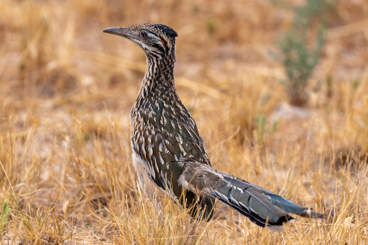 Greater Roadrunner - James Hoagland