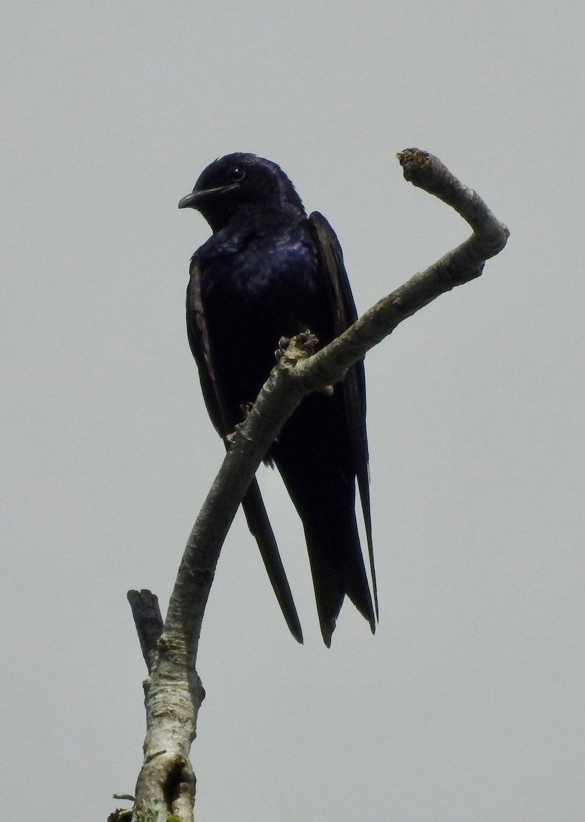 Purple Martin - ML250351911