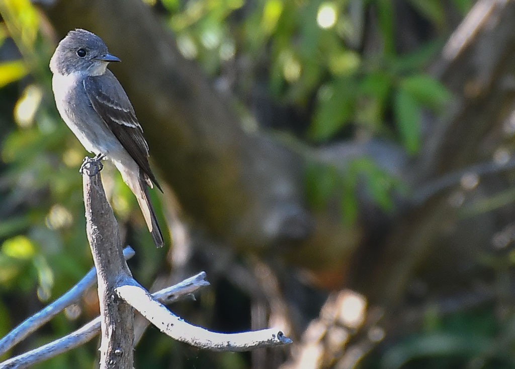 Western Wood-Pewee - Libby Burtner