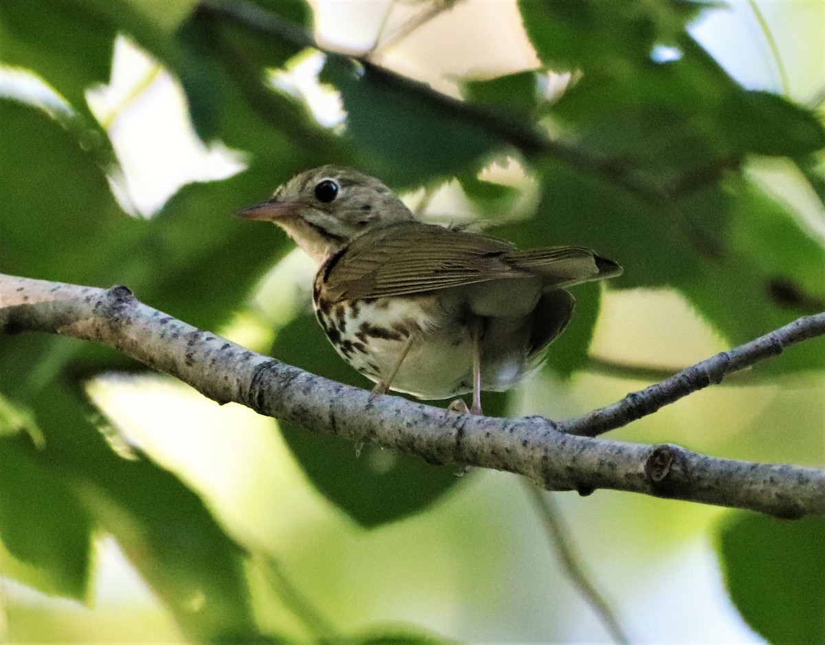 Ovenbird - ML250353601