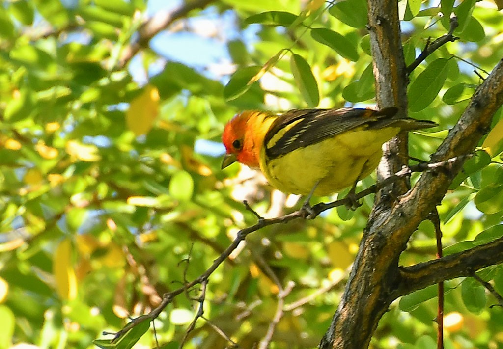 Western Tanager - ML250353661