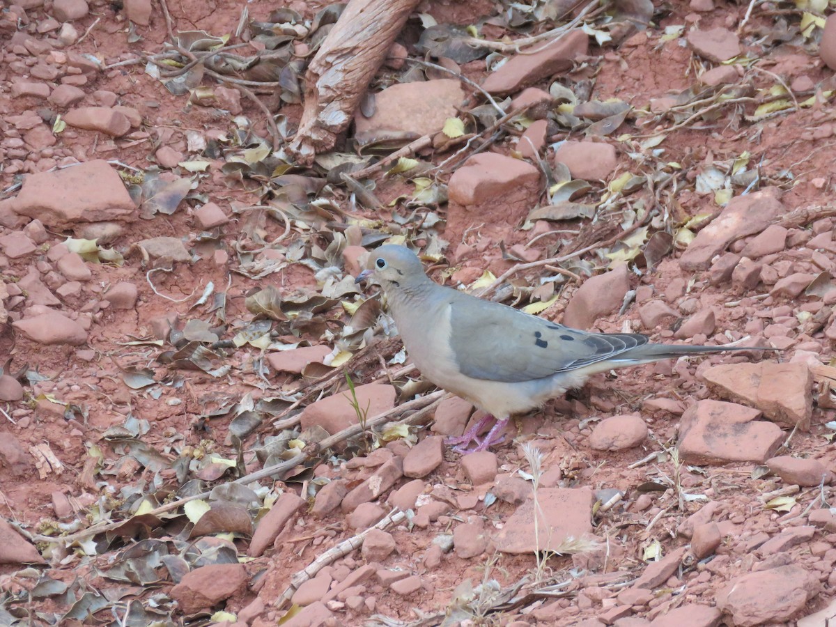 Mourning Dove - Brian Hofstetter