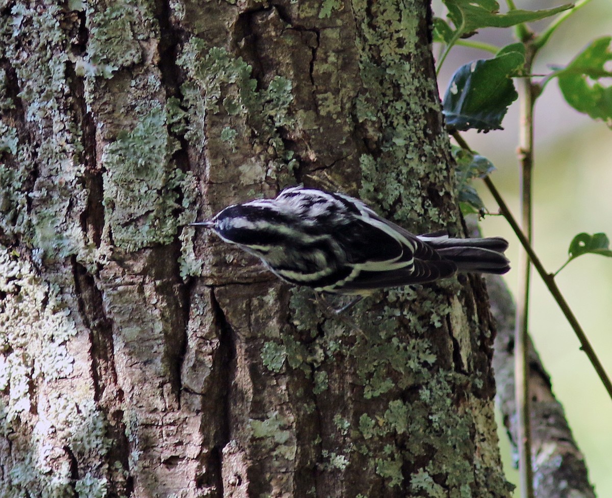 Black-and-white Warbler - ML250356351