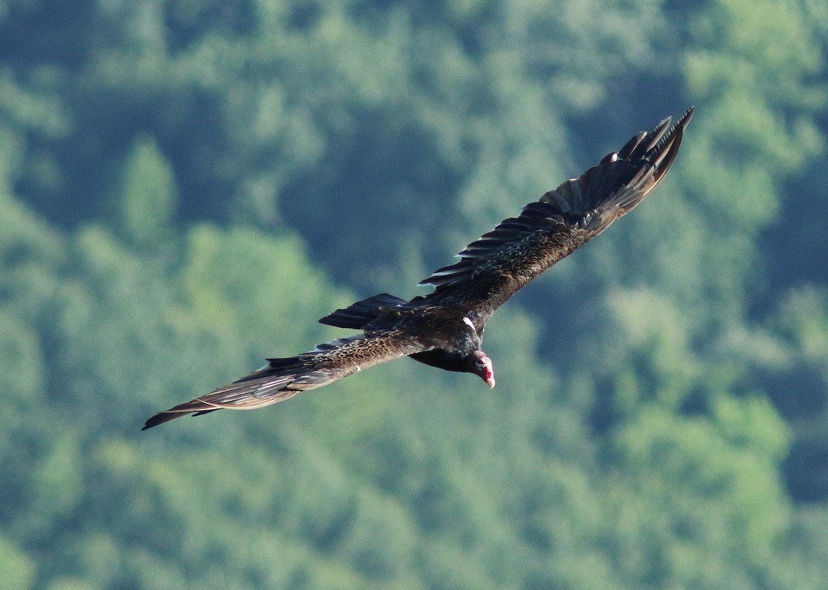 Turkey Vulture - ML250356411