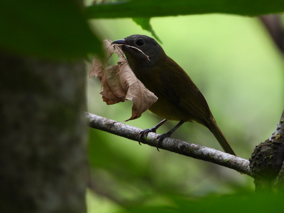 Yellow-crested Tanager - ML250356711