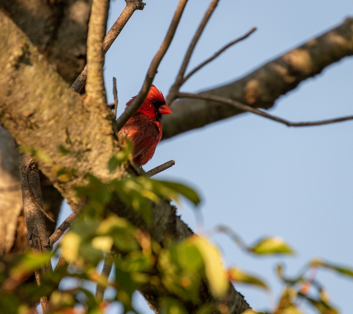 Cardinal rouge - ML250356881