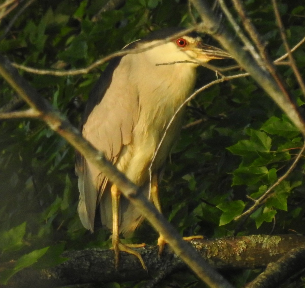 Black-crowned Night Heron - ML250361731