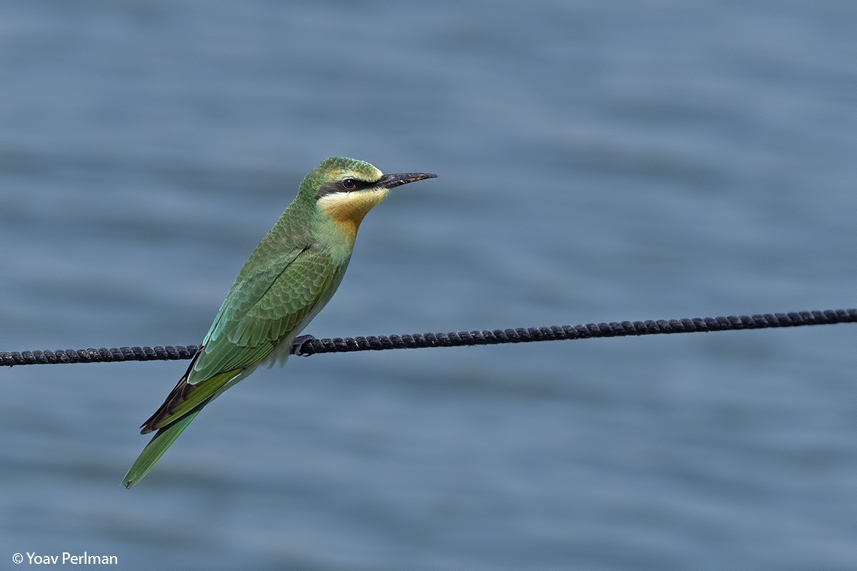 Blue-cheeked Bee-eater - Yoav Perlman