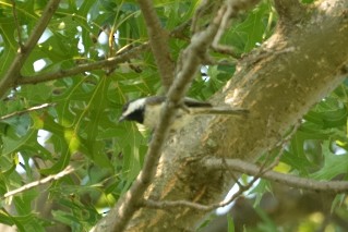 Black-capped Chickadee - Alan Seelye-James