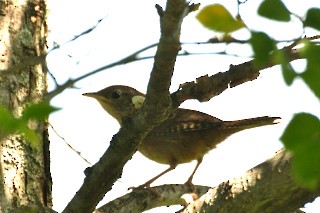 House Wren - ML250363151