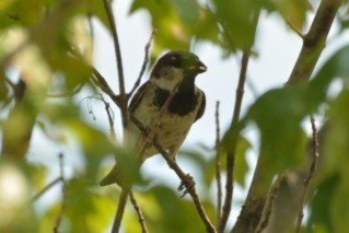 House Sparrow - Alan Seelye-James