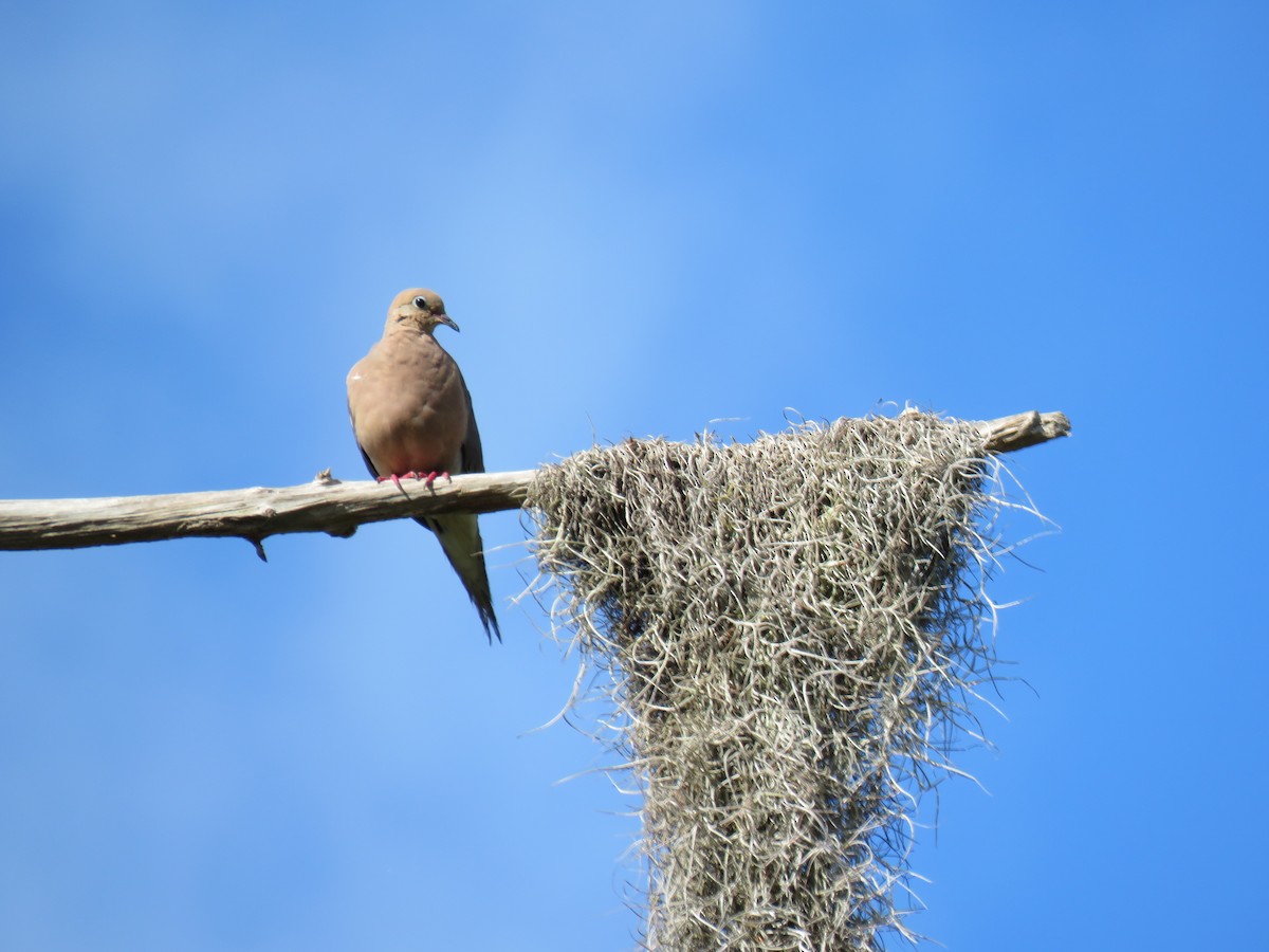 Mourning Dove - ML250363401