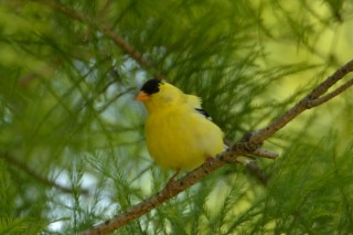 American Goldfinch - Alan Seelye-James