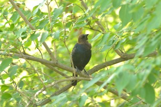 Brown-headed Cowbird - ML250363981