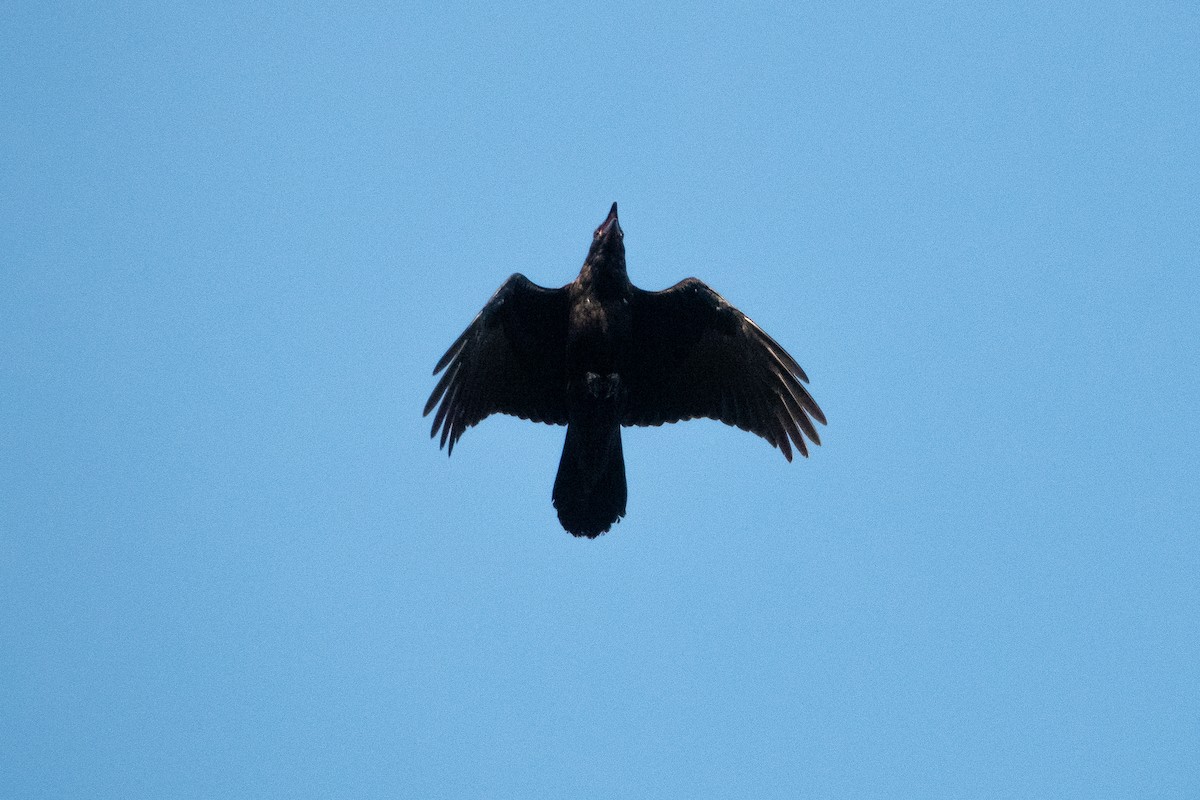 Common Raven - ML250364191