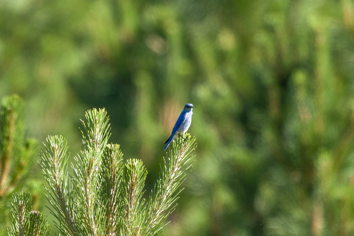 Mountain Bluebird - ML250365731