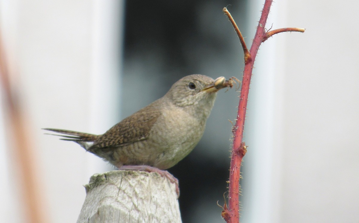 House Wren - ML250365901