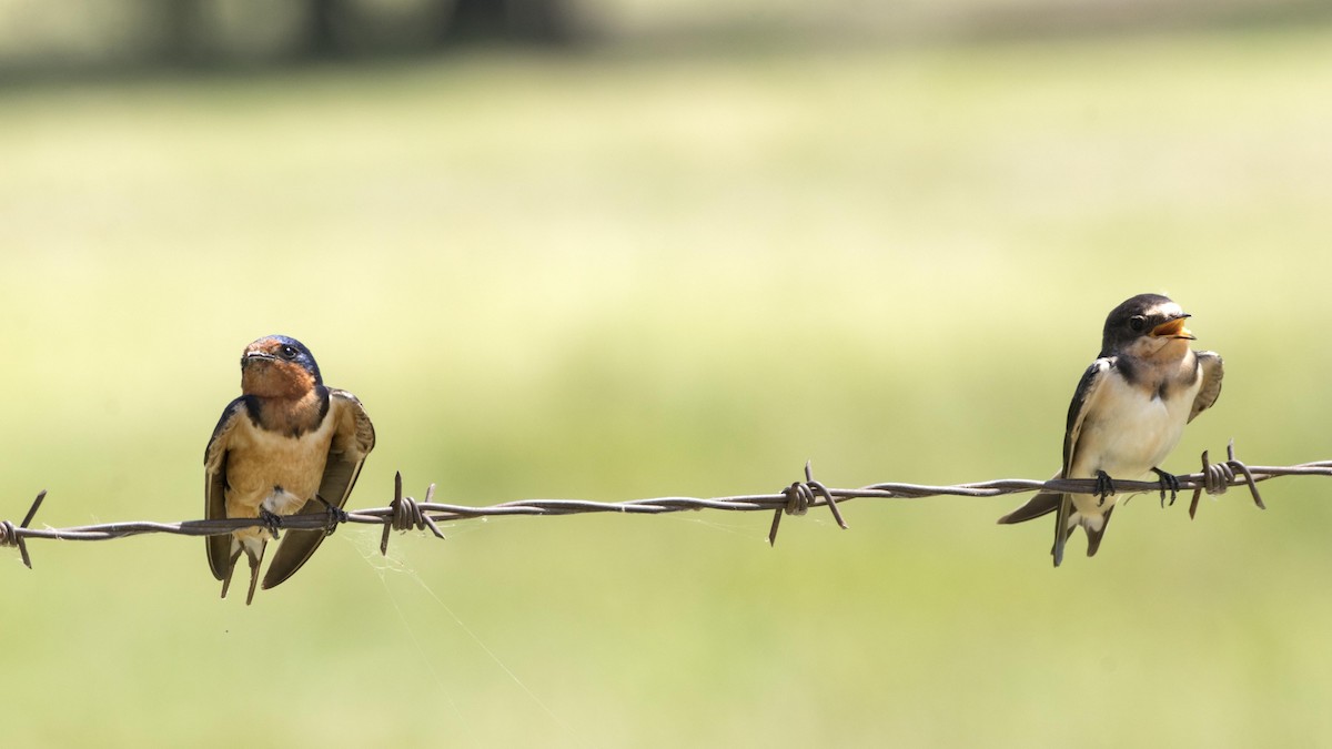 Barn Swallow - Daniel Kelch