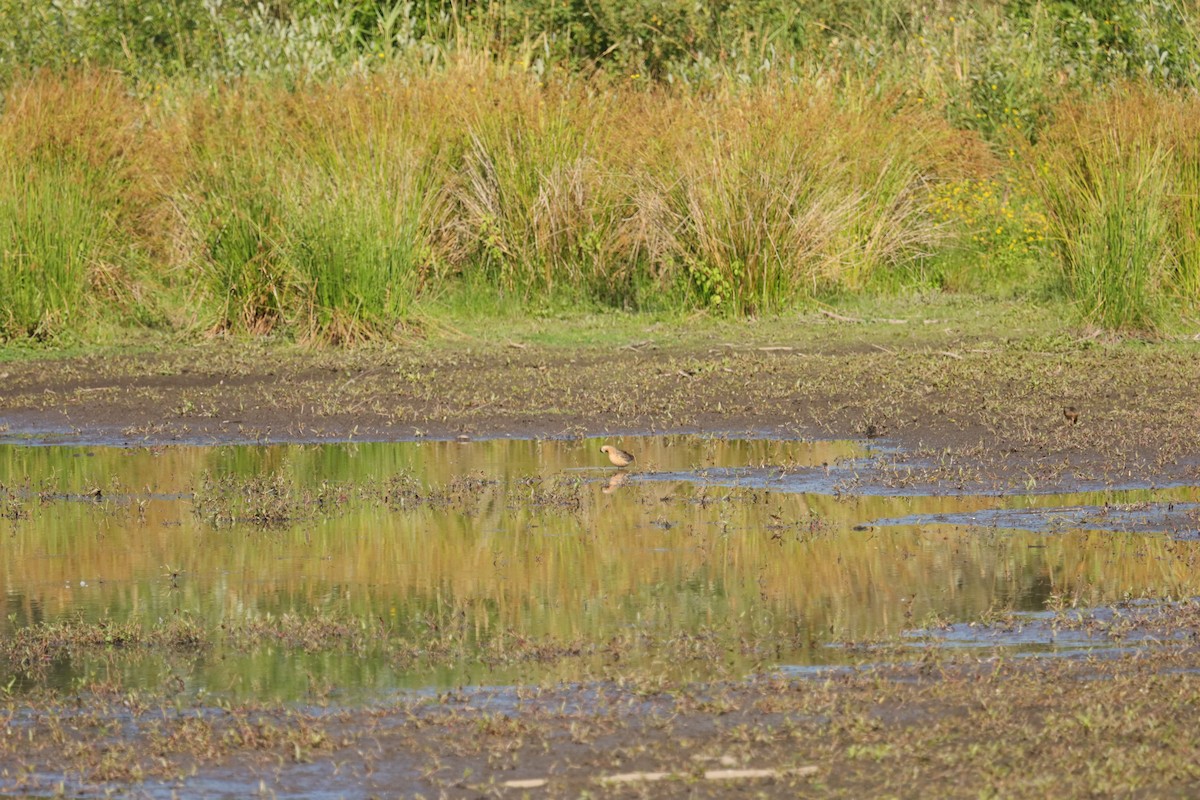 Long-billed Dowitcher - ML250366381