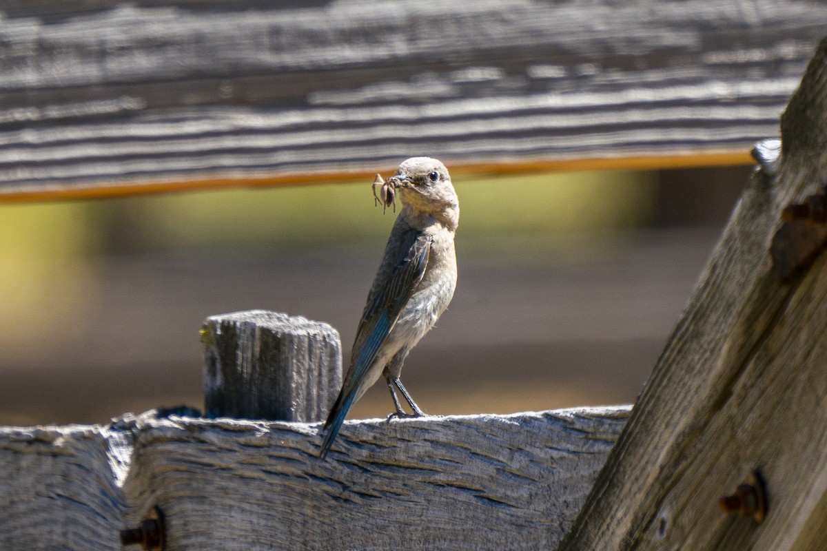 Mountain Bluebird - ML250366781