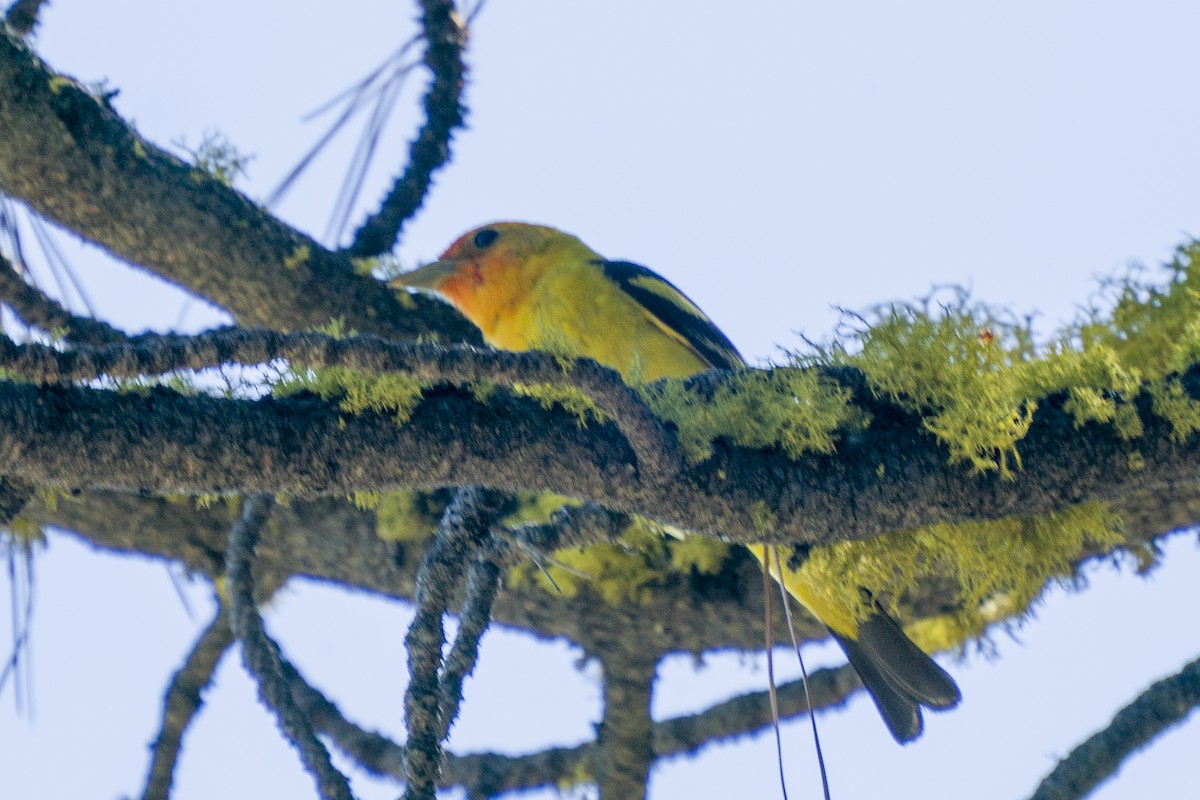 Piranga Carirroja - ML250366851