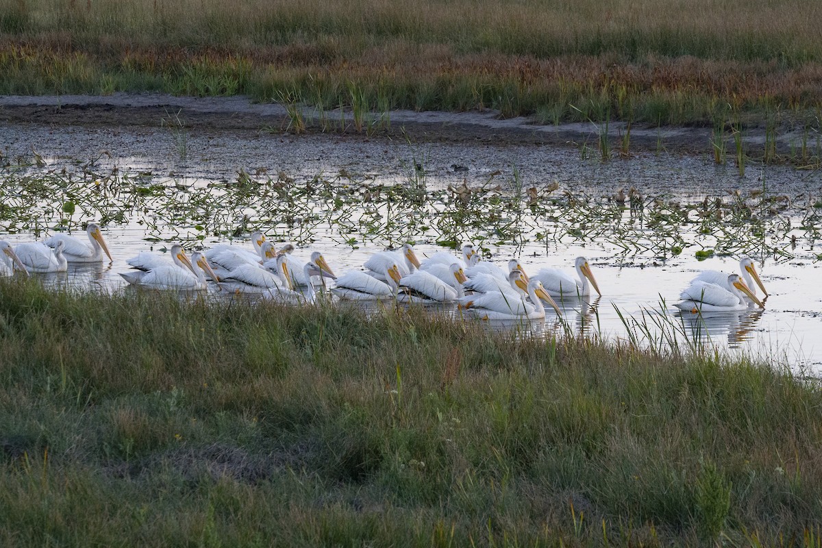 American White Pelican - ML250369831