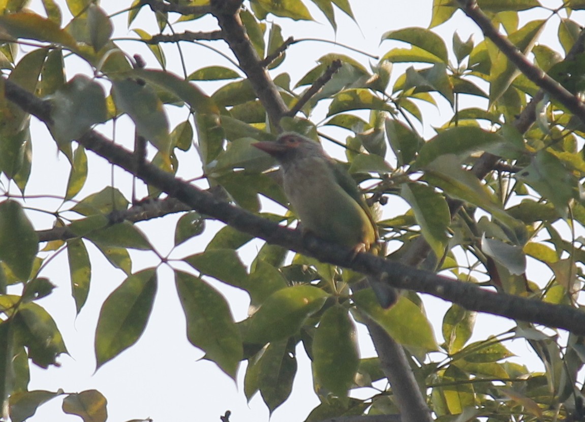 Brown-headed Barbet - ML250369961