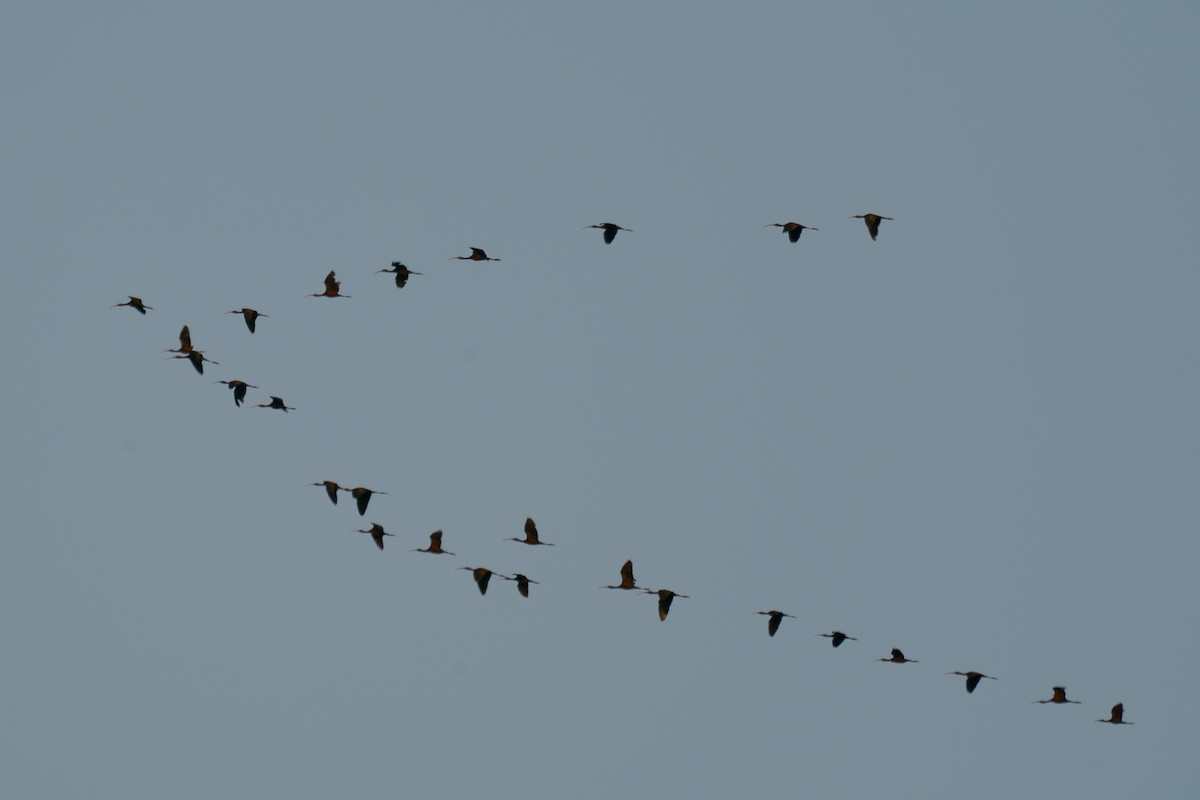 White-faced Ibis - ML250370131