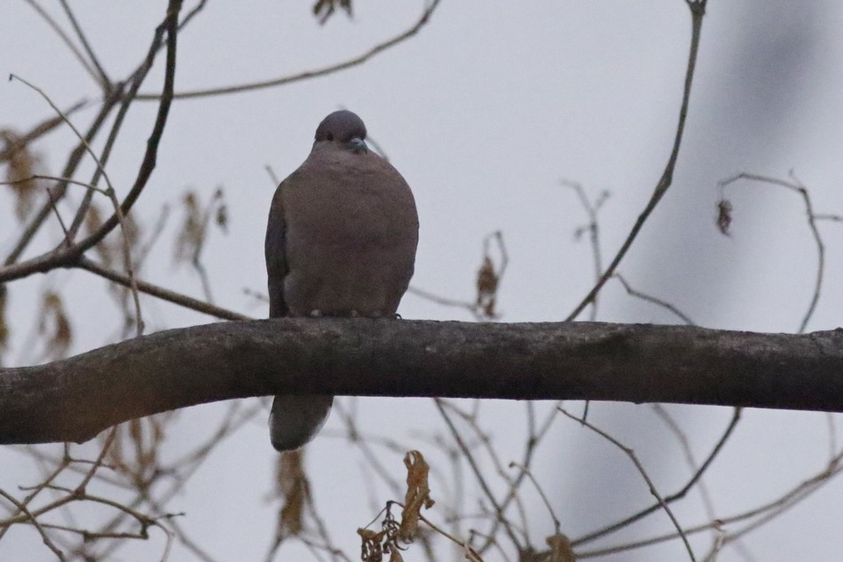 Eared Dove - ML250374831