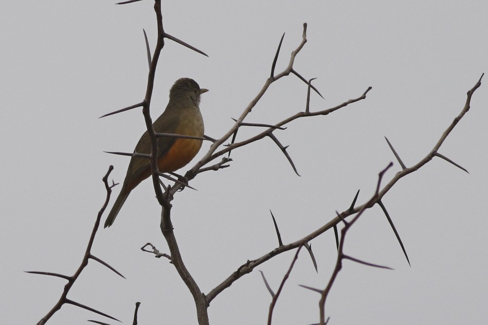 Rufous-bellied Thrush - ML250375191