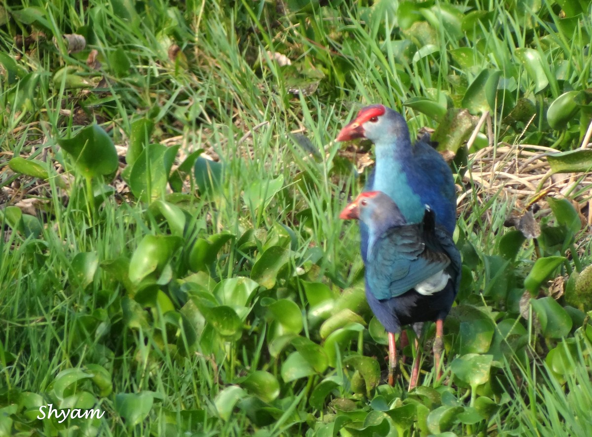 Gray-headed Swamphen - ML250376081