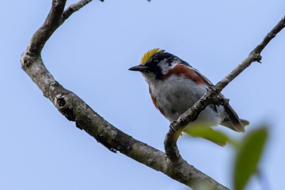 Chestnut-sided Warbler - ML250378791