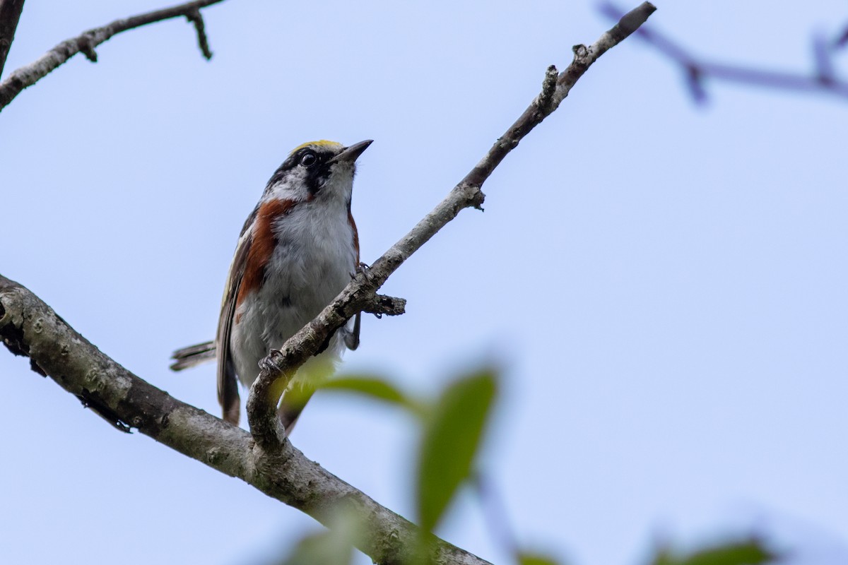 Chestnut-sided Warbler - ML250378961