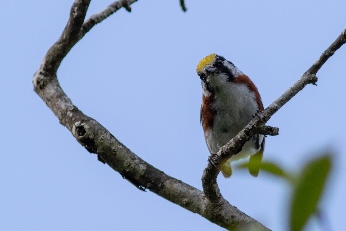 Chestnut-sided Warbler - ML250379011