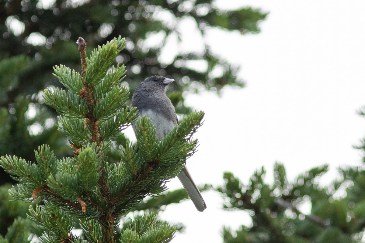 Dark-eyed Junco - ML250379031