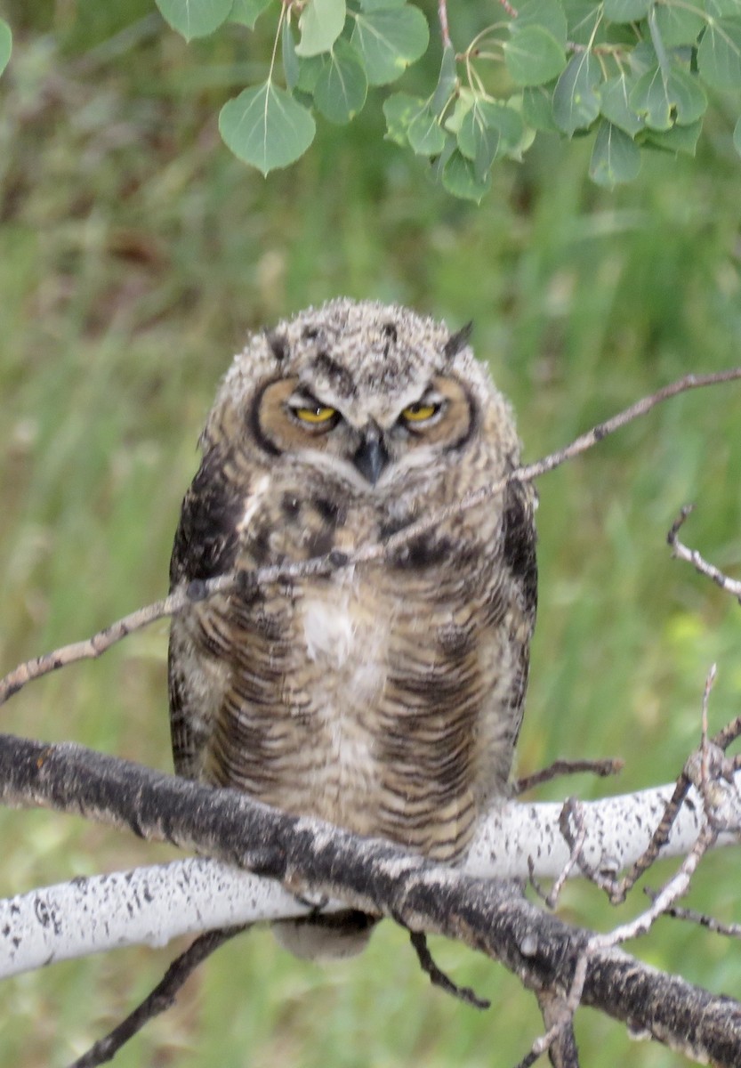 Great Horned Owl - Marcia Anderson