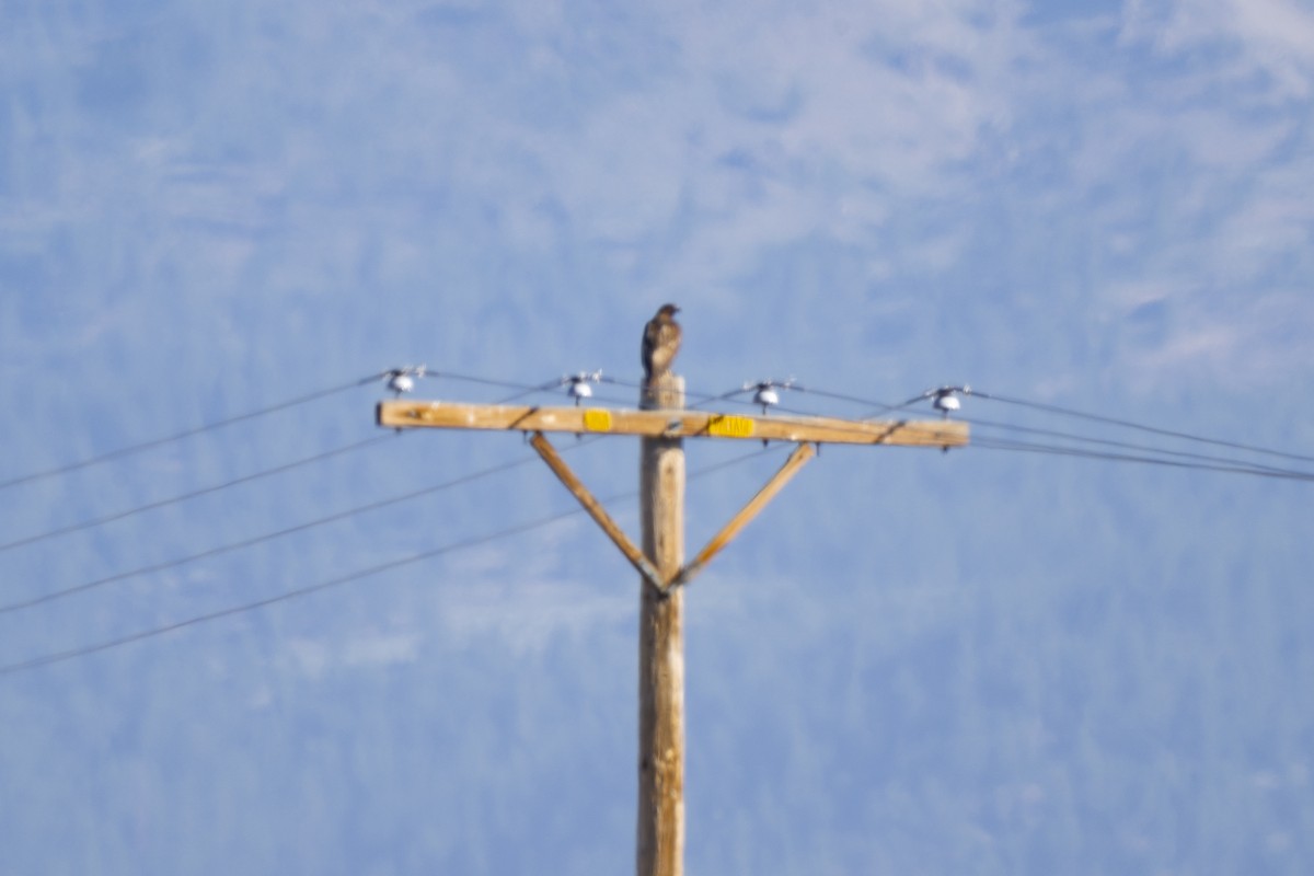 Red-tailed Hawk - ML250379771