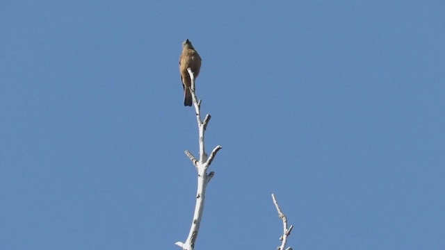 Cliff Flycatcher (Swallow) - ML250381161