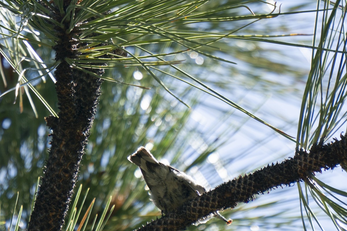 Pygmy Nuthatch - ML250381771