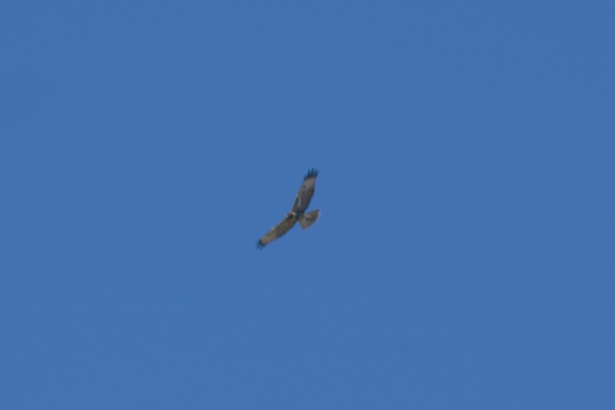 Red-tailed Hawk - ML250381931