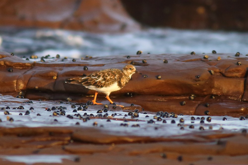 Ruddy Turnstone - ML25038341